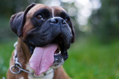 Close-up of dog sticking out tongue outdoors