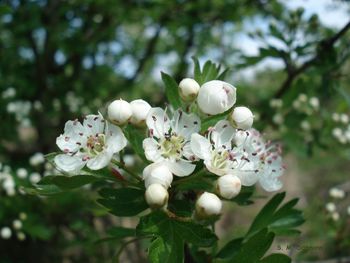 Close-up of white cherry blossom tree