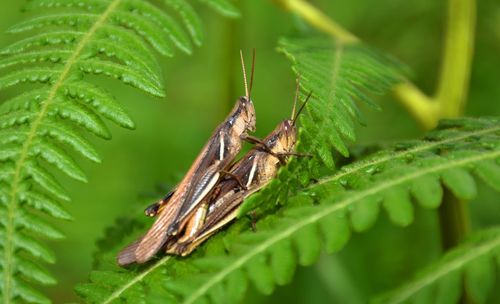 Close-up of crickets mating on plants