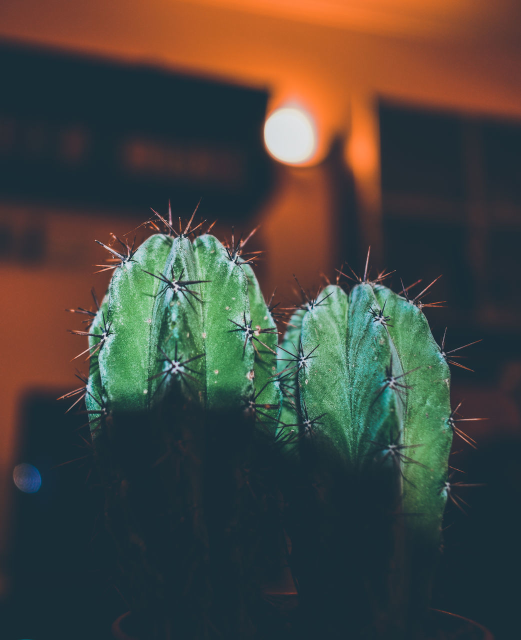 green, macro photography, nature, cactus, plant, close-up, succulent plant, focus on foreground, no people, flower, growth, beauty in nature, thorn, outdoors, sunset, sky