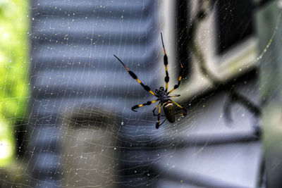 Close-up of spider on web