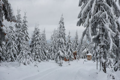 Trees on snow covered field against cloudy sky