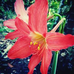 Close-up of red flower