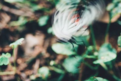 Close-up of plant against blurred background