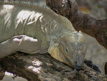 A rhinoceros iguana - cyclura cornuta
