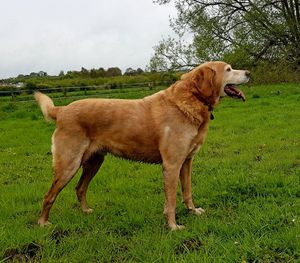 Side view of a dog on field