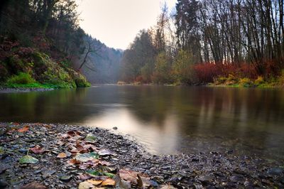 Scenic view of lake in forest during autumn