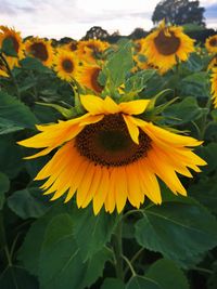 Close-up of yellow flowering plant