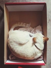 Directly above shot of cat sleeping in box