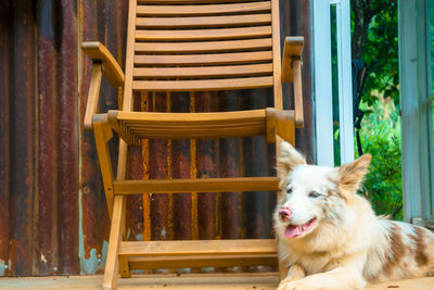 View of dog sitting on chair