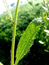 drop