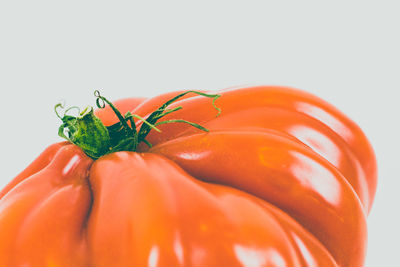 Close-up of orange against white background