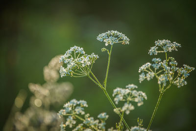 Close-up of flowering plant on field