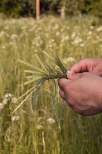 Close-up of hand holding wheat making a flower crown