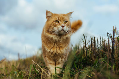 Portrait of cat on field against sky