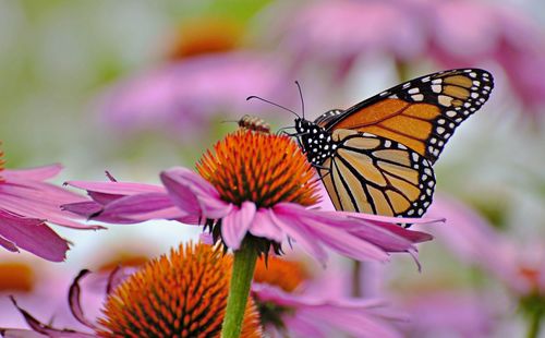 Close-up of butterfly pollinating on pink flower