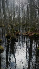 Reflection of trees in water