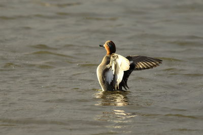 Bird flying over lake