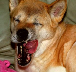 Close-up of dog yawning