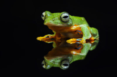 Close-up of frog over black background