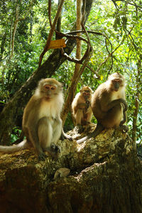 Monkeys sitting on rock at park