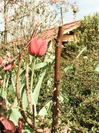 Close-up of red flower blooming on tree