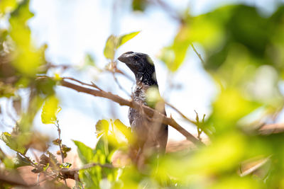 Bird perching on a plant