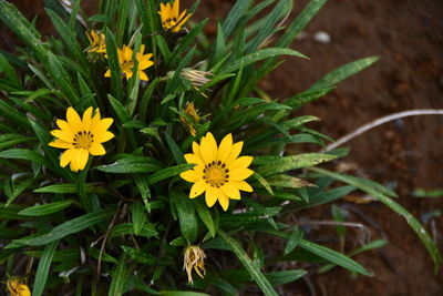 High angle view of yellow flowering plant on field