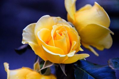 Close-up of yellow rose