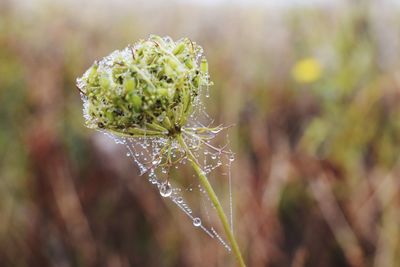 Close-up of water drops on flower