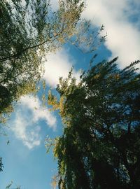 Low angle view of trees against cloudy sky