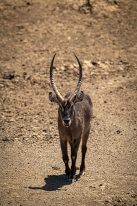 Male common waterbuck walks across rocky ground