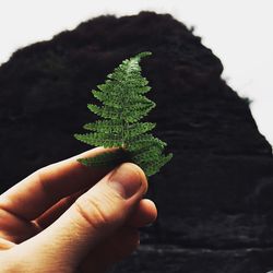 Close-up of hand holding leaves against rock formation