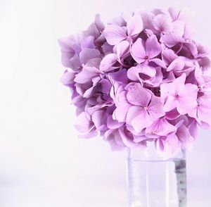 Close-up of purple flowers blooming against white background