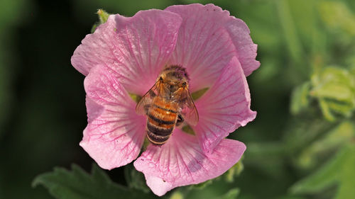 Close-up of bee pollinating on pink flower