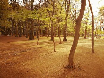 Trees in forest