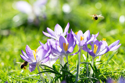 Close-up of honey bee pollinating on purple flower