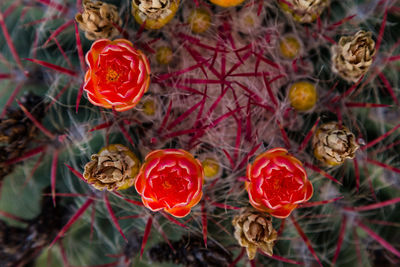Close-up of fruits on tree