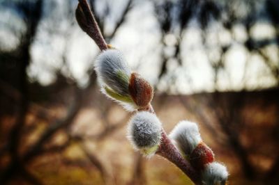 Close-up of plant against blurred background