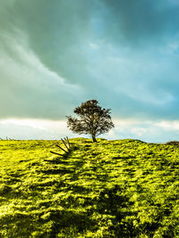 Tree landscape kent coast