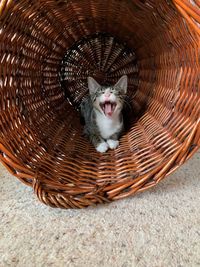 High angle view of cat in basket