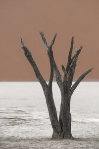 Driftwood on tree by sea against sky