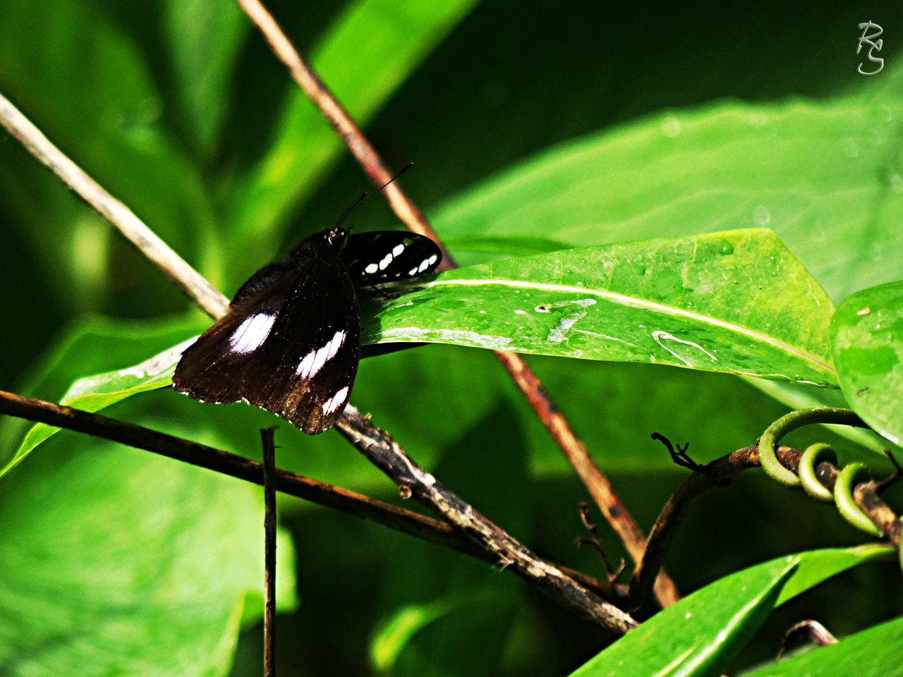 animal themes, one animal, animals in the wild, wildlife, insect, leaf, green color, close-up, focus on foreground, perching, nature, full length, day, outdoors, zoology, plant, selective focus, no people, branch, beauty in nature