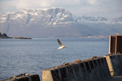 Seagull flying above water