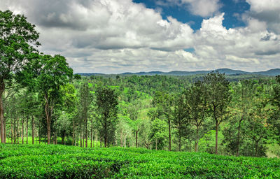 Scenic view of trees growing on field against sky