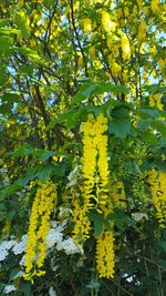 Yellow flowers growing on tree