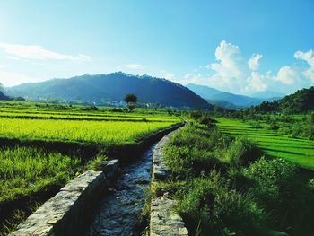 Scenic view of agricultural field against sky