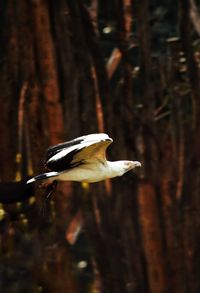 Close-up of bird perching on a land