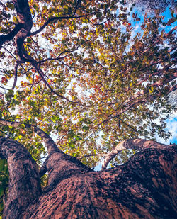 Low angle view of trees against sky