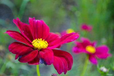 Close-up of pink flower